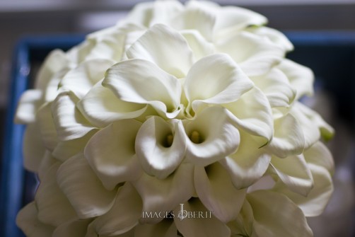 Bouquet of white mini calla lilies